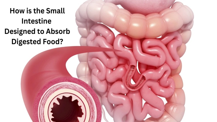 How is the Small Intestine Designed to Absorb Digested Food